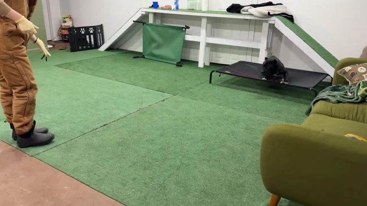 Cane Corso dogs for sale: Roma - Video 2