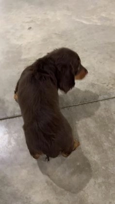Miniature Dachshund dogs for sale: Toby - Video 1
