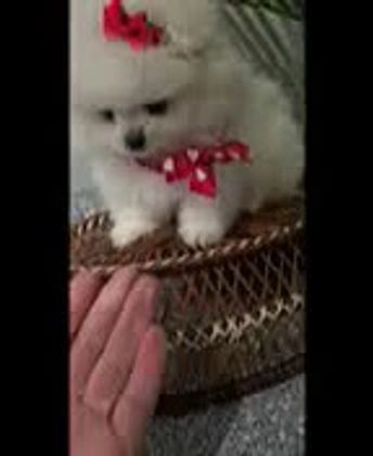 Pomeranian dogs for sale: Tiny Snow Fairy - Video 1
