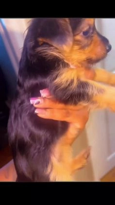 Yorkshire Terrier dogs for sale: Yorkshire Terrier Puppy 1 - Video 1
