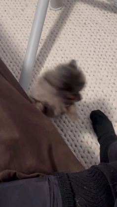 Pomeranian dogs for sale: Oreo - Video 1