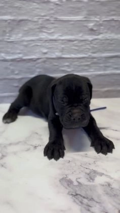 Cane Corso dogs for sale: AKC-Chevy  - Video 1