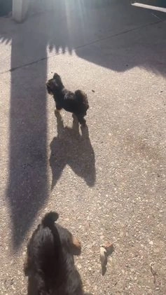 Yorkshire Terrier dogs for sale: Yorkshire Terrier Puppy 2 - Video 1