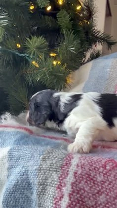 Cavapoo dogs for sale: Frosty - Video 1