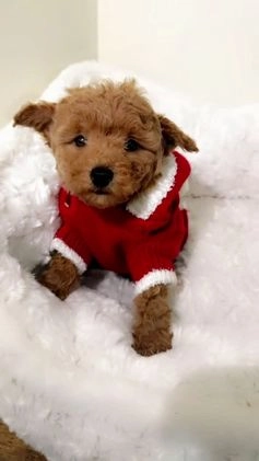 Toy Poodle dogs for sale: Mochi  - Video 2