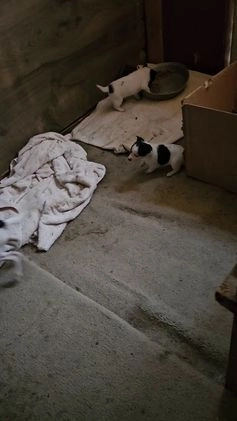 Chihuahua dogs for sale: Freddie - Video 1