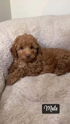Maltipoo dogs for sale: Louie  - Video 1