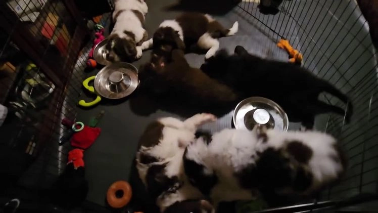 Newfoundland dogs for sale: Ella - Video 1