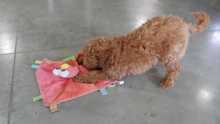 Mini Goldendoodle dogs for sale: Poppy - Video 3