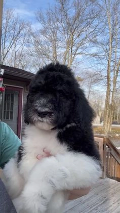 Goldendoodle dogs for sale: MALE- Bertram - Video 1