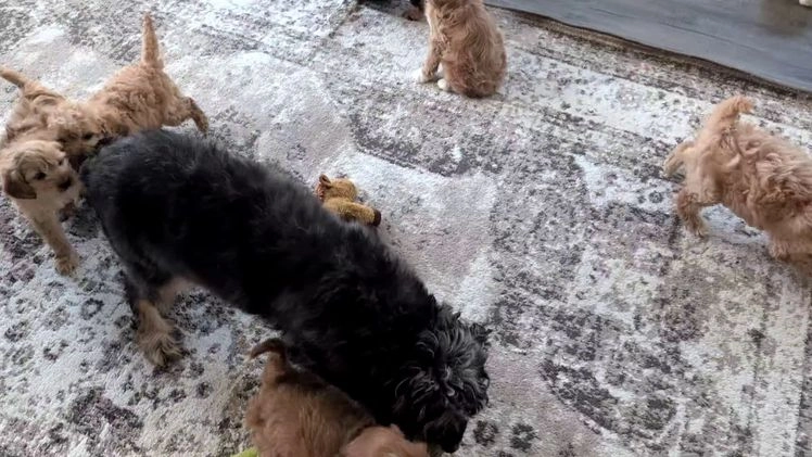 Cavapoo dogs for sale: Azzi - Video 1