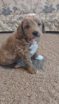 Mini Goldendoodle dogs for sale: Neil - Video 1