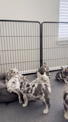 French Bulldog dogs for sale: Bank Roll - Video 1