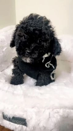 Maltipoo dogs for sale: Carter  - Video 1