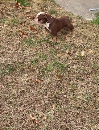 Mixed Breed dogs for sale: Mixed Breed Puppy 1 - Video 1