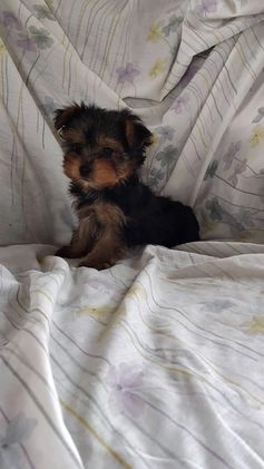 Yorkshire Terrier dogs for sale: Jude - Video 1