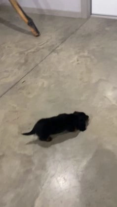 Miniature Dachshund dogs for sale: Oscar - Video 2
