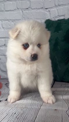 Pomsky dogs for sale: Gabby - Video 1
