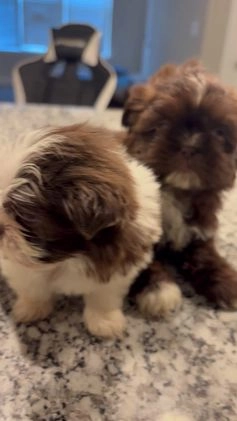Shih Tzu dogs for sale: Jr - Video 1