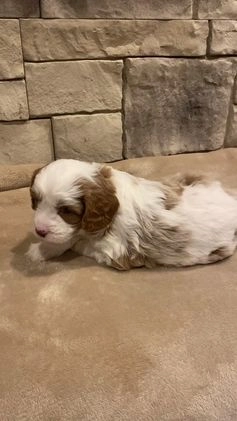 Cavapoo dogs for sale: Theo - Video 1