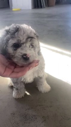 Mini Aussiedoodle dogs for sale: Gianna - Video 5