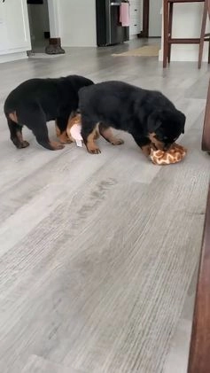 Rottweiler dogs for sale: Beretta - Video 1