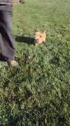 Mini Goldendoodle dogs for sale: Ryan - Video 1