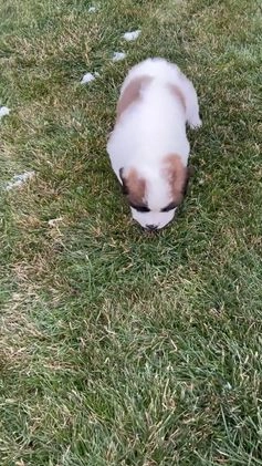 Saint Bernard dogs for sale: Cade - Video 1