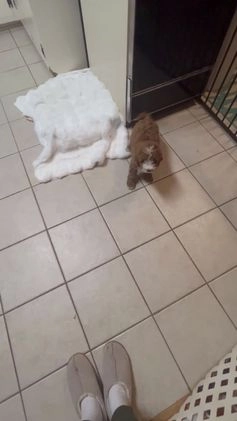 Mini Goldendoodle dogs for sale: Petite Tuxedo Mini Goldendoodle Teddy - Video 1