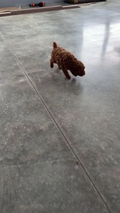 Miniature Poodle dogs for sale: Frankie - Video 1