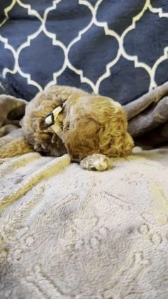 Mixed Breed dogs for sale: Eddie- AKC GENETICALLY TESTED parents - Video 1