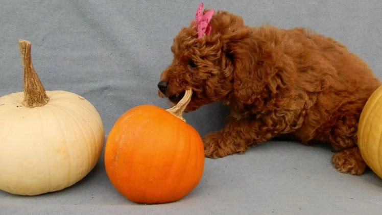 Mini Goldendoodle dogs for sale: Poppy - Video 2