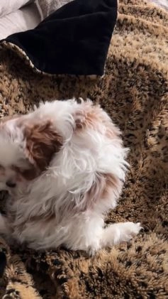 Cavapoo dogs for sale: Penelope - Video 1