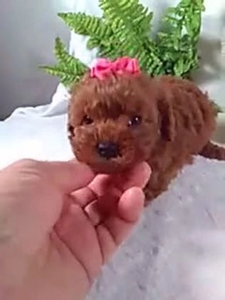 Cavapoo dogs for sale: Jana - Video 1