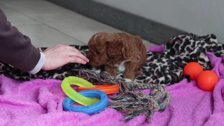 Cavapoo dogs for sale: Ike - Video 1