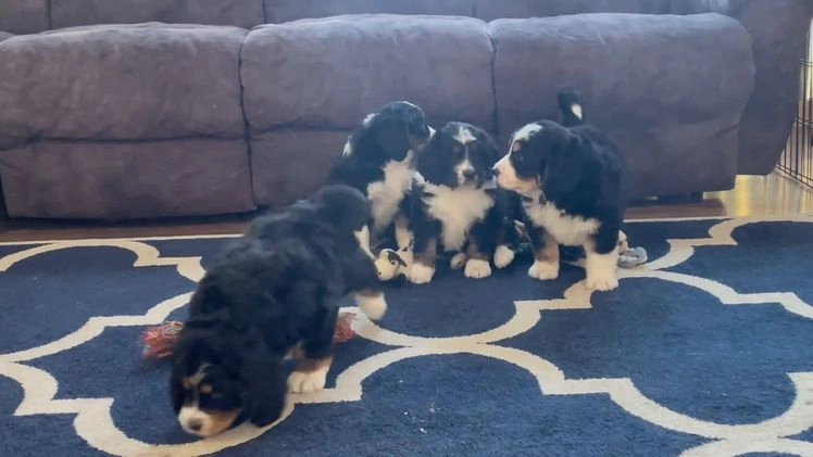 Bernedoodle dogs for sale: Mr. Shane - Video 1