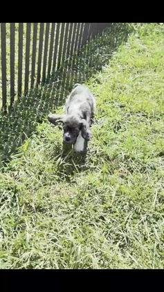 Cocker Spaniel dogs for sale: Faye - Video 1