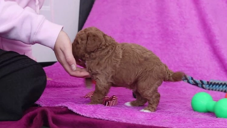 Goldendoodle dogs for sale: Falco - Video 3