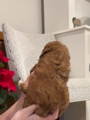 Miniature Poodle dogs for sale: Jasmine  - Video 1