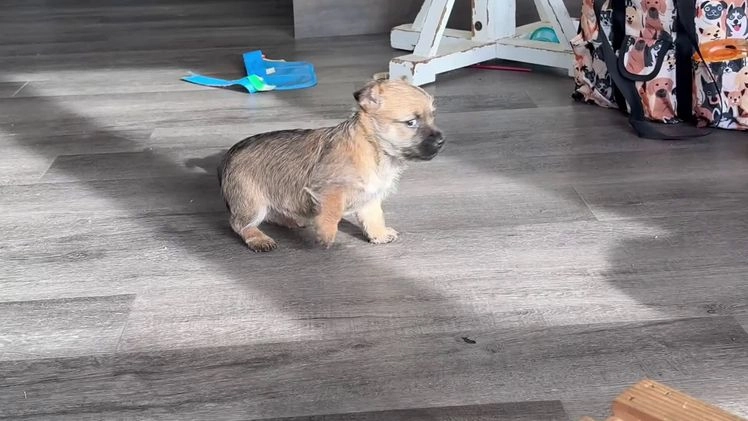 Cairn Terrier dogs for sale: Jingles  - Video 1