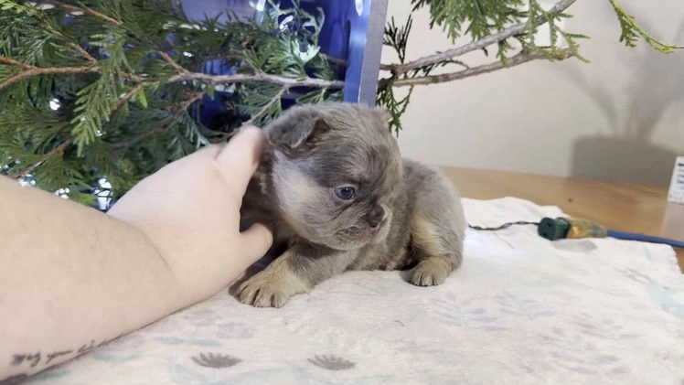French Bulldog dogs for sale: Diane - Video 1