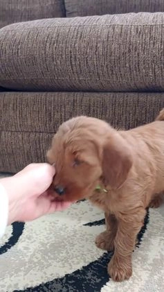 Goldendoodle dogs for sale: Penny-medium size  - Video 1