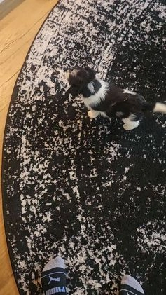 Jackapoo dogs for sale: Joseph  - Video 1