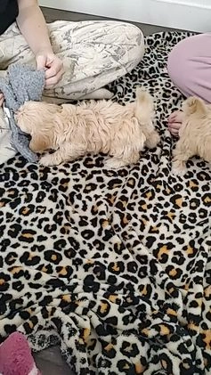 Maltipoo dogs for sale: Sawyer - Video 1