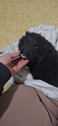 Mixed Breed dogs for sale: Lindsey  - Video 1