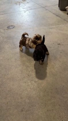 Mini Aussiedoodle dogs for sale: Isaiah - Video 1