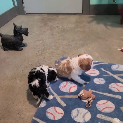 Cavalier King Charles Spaniel dogs for sale: Flash - Video 1