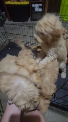 Goldendoodle dogs for sale: Goldendoodle Puppy Black - Video 1