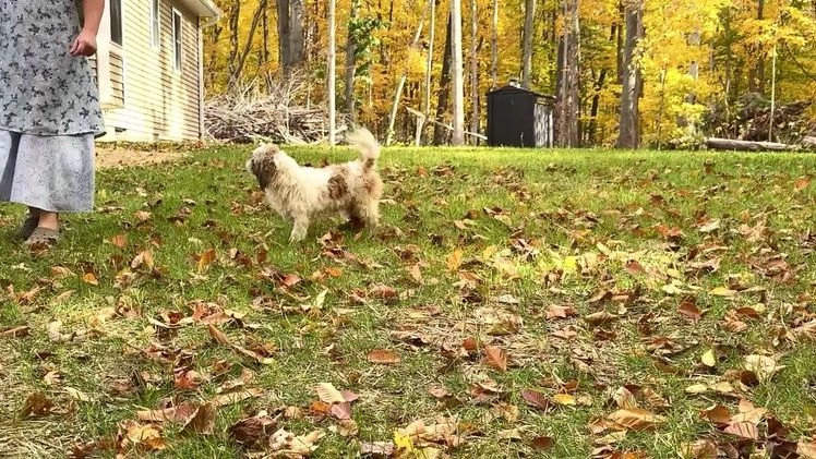 Shih Tzu dogs for sale: Jude - Video 5