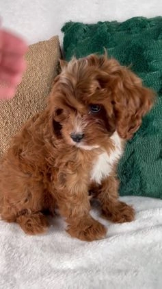 Cavapoo dogs for sale: Audi - Video 1